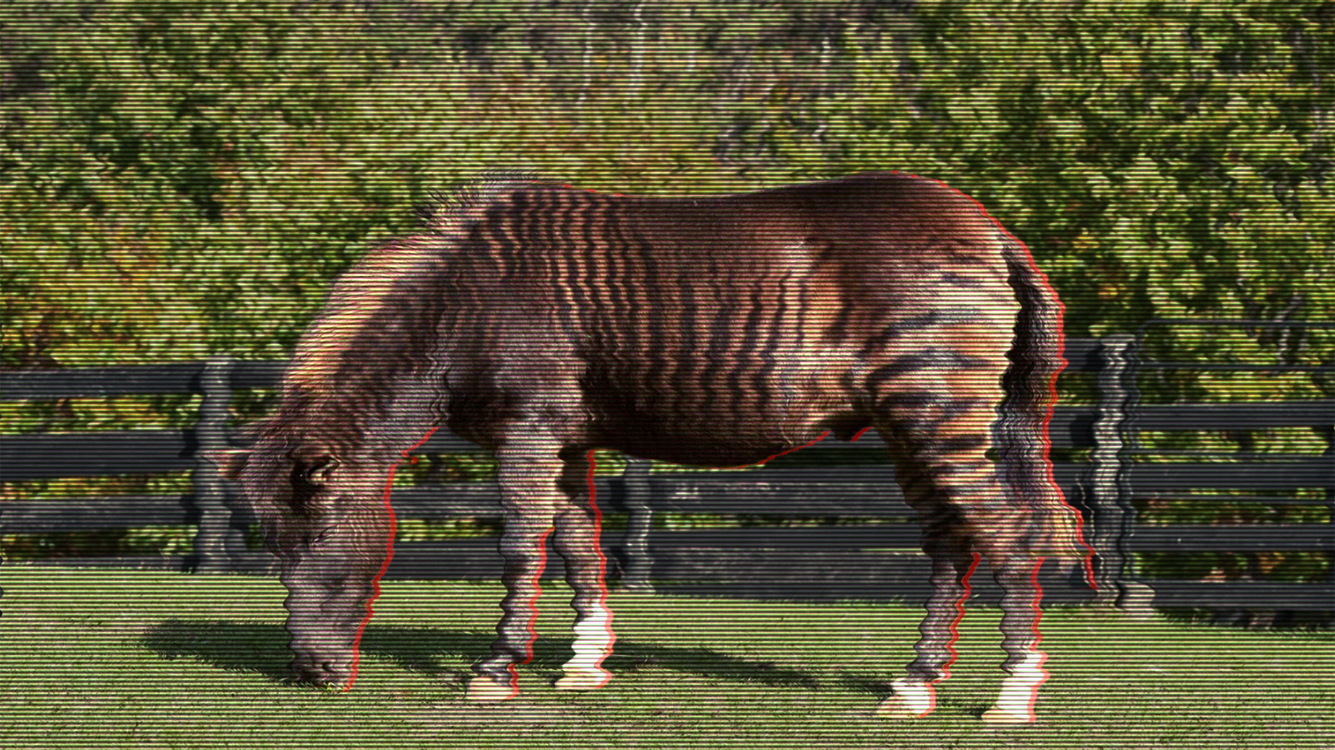 Häst med randiga markeringar betar på en bete framför ett trästaket.