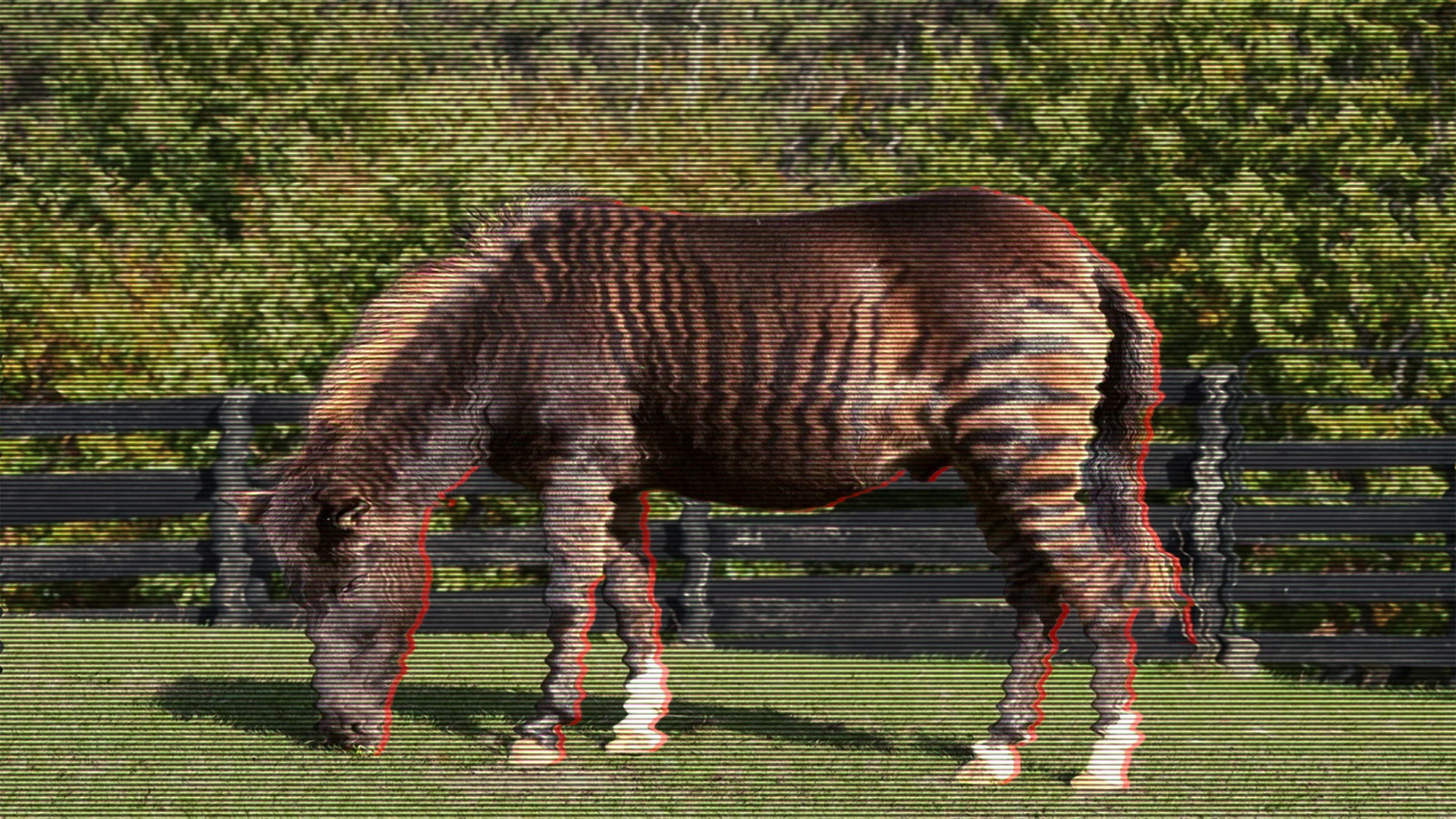 Häst med randiga markeringar betar på en bete framför ett trästaket.