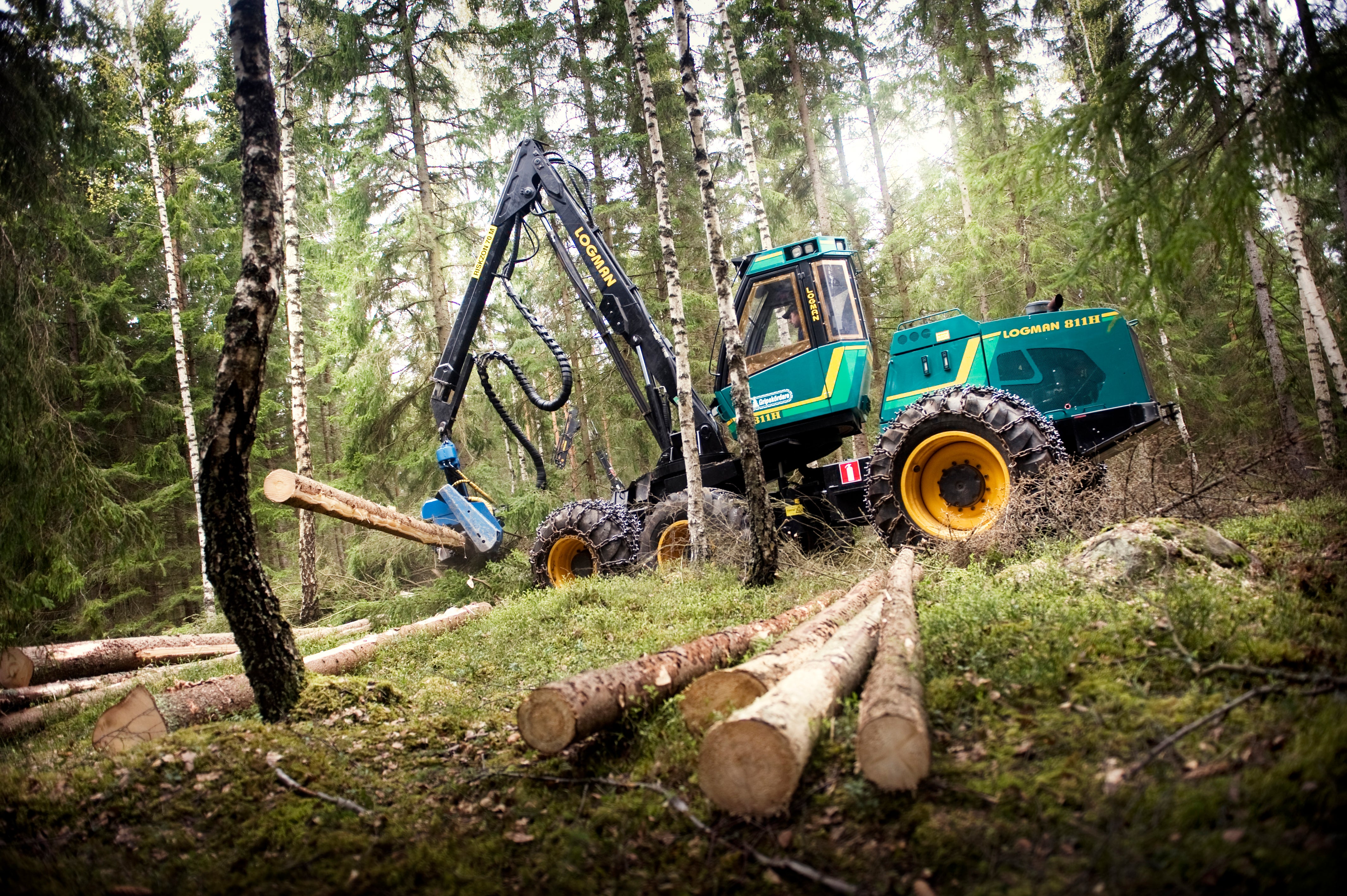 Grön skogsskörd maskin med mekanisk arm arbetar bland björkträd i skogen. Avverkade stockar ligger på marken.