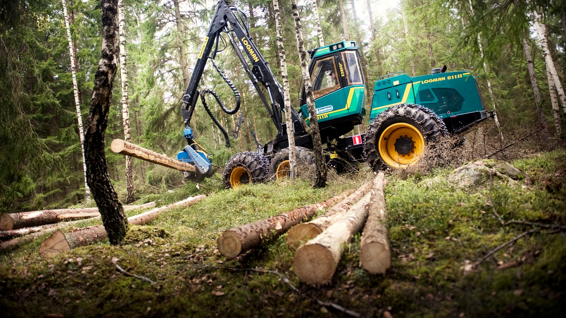 Grön skogsskörd maskin med mekanisk arm arbetar bland björkträd i skogen. Avverkade stockar ligger på marken.