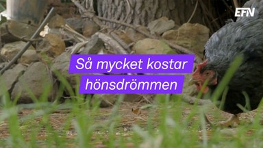 Kostnaden för att hålla höns