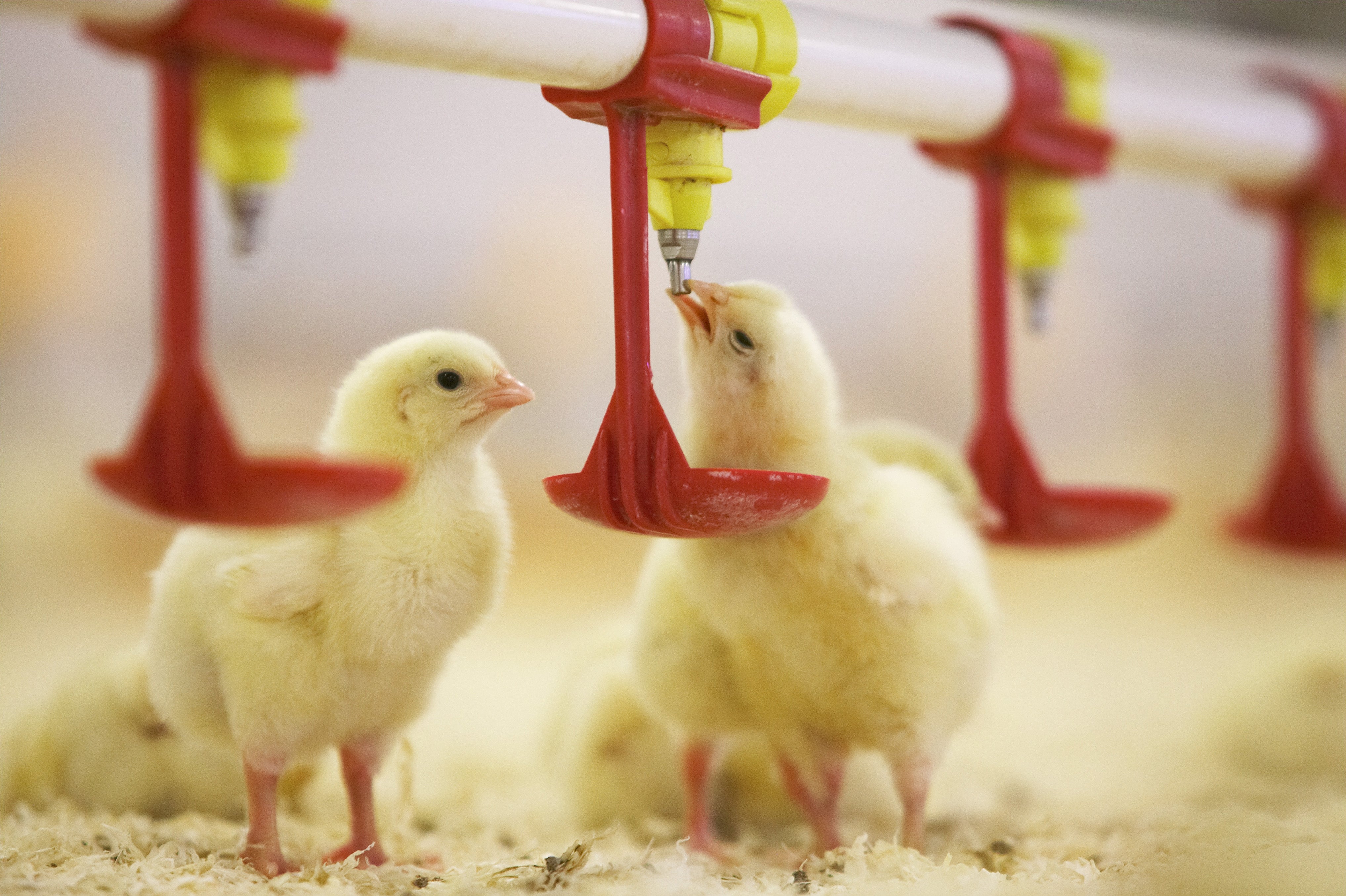 Unga kycklingar i ett modernt lantbruk med automatiska foderingsanordningar