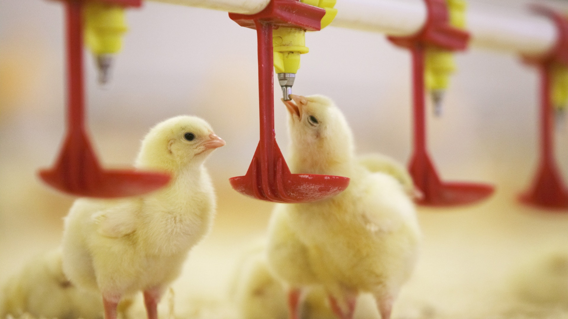 Unga kycklingar i ett modernt lantbruk med automatiska foderingsanordningar