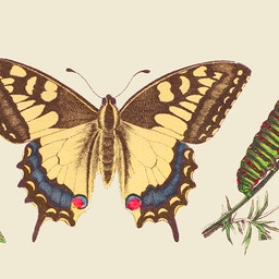 Naturvetenskaplig illustration som visar fjärilsmetamorfos med två larver, en fjäril med bruna och gula vingar, och växtdetaljer.