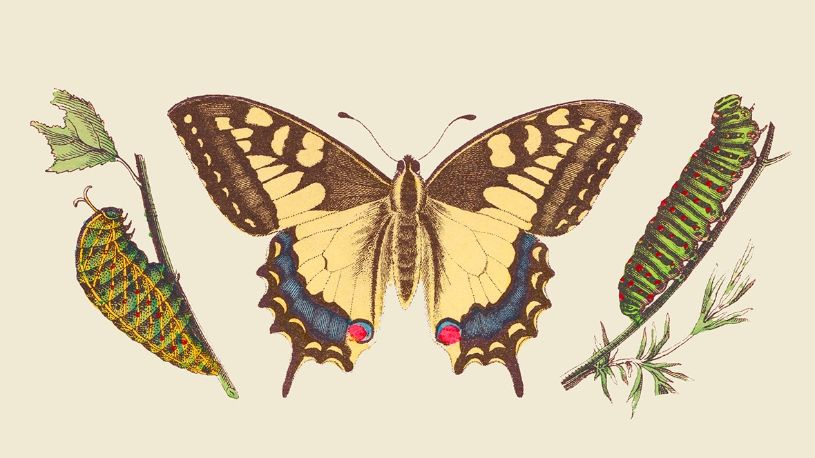 Naturvetenskaplig illustration som visar fjärilsmetamorfos med två larver, en fjäril med bruna och gula vingar, och växtdetaljer.