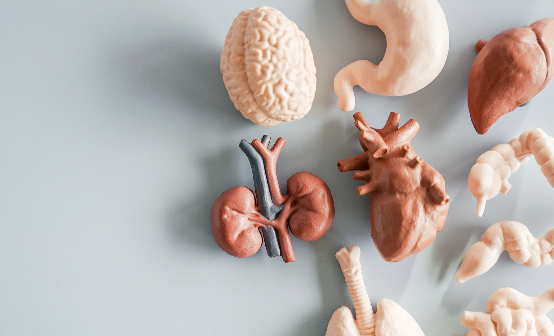 Anatomiska modeller av mänskliga organ arrangerade på grå bakgrund