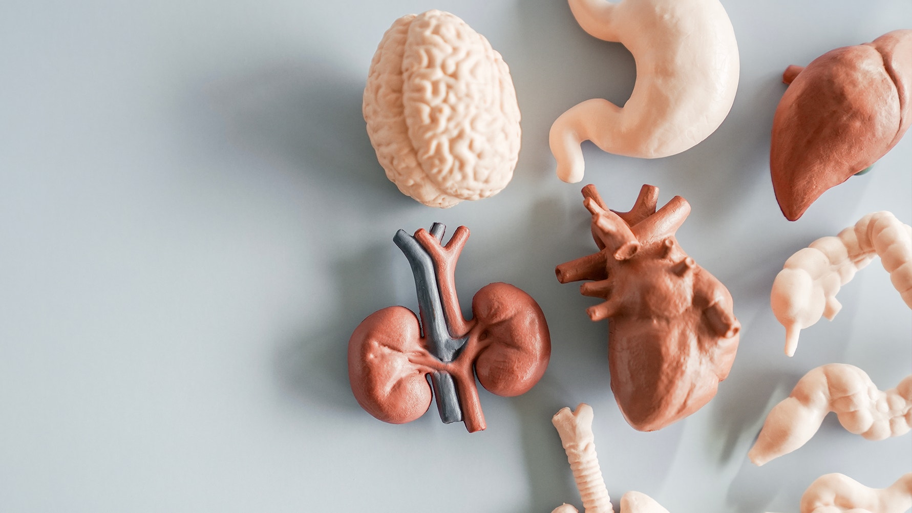 Anatomiska modeller av mänskliga organ arrangerade på grå bakgrund