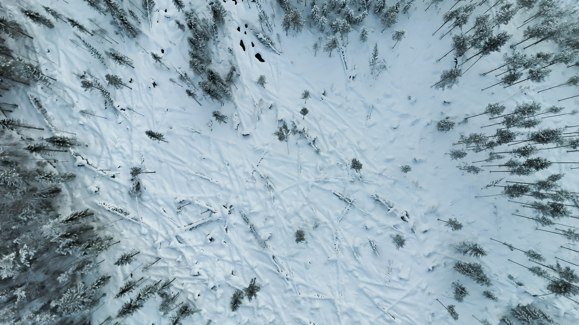 Skog som fallit i stormen Johannes. 