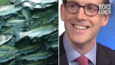 Laxar att tjäna på laxar?