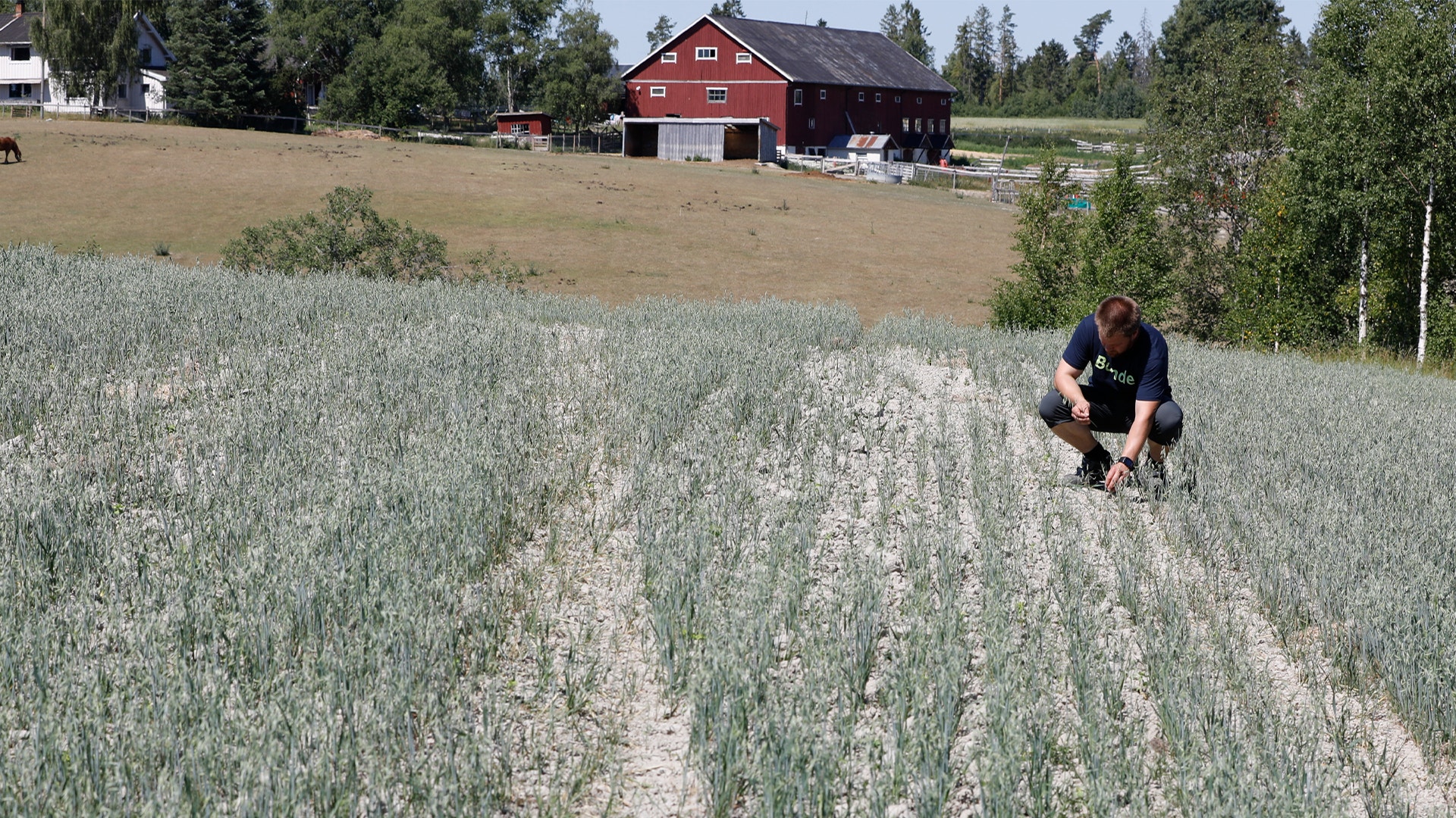 En person inspekterar ett sädesfält på en gård. I bakgrunden syns en röd ladugård och träd.