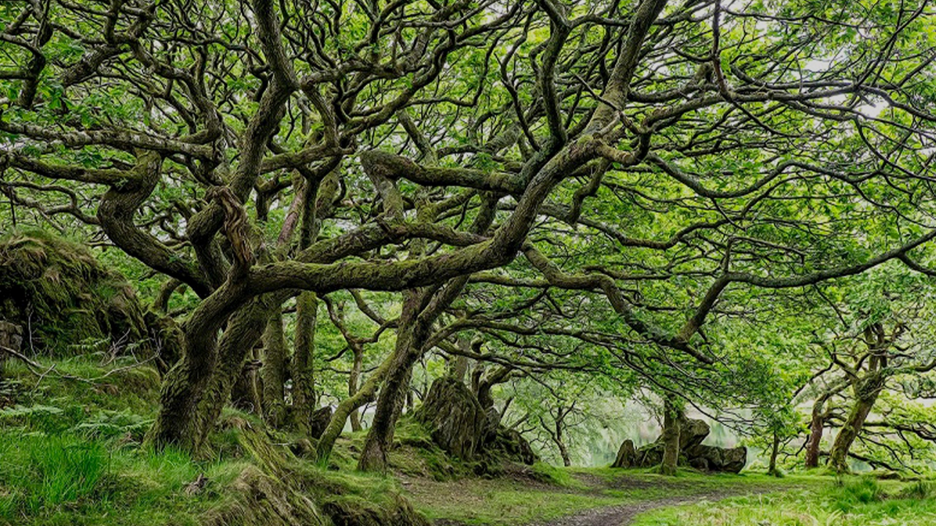 En skogväg omgiven av gamla, knöliga träd med mossiga stammar som bildar ett naturligt tak över stigen.