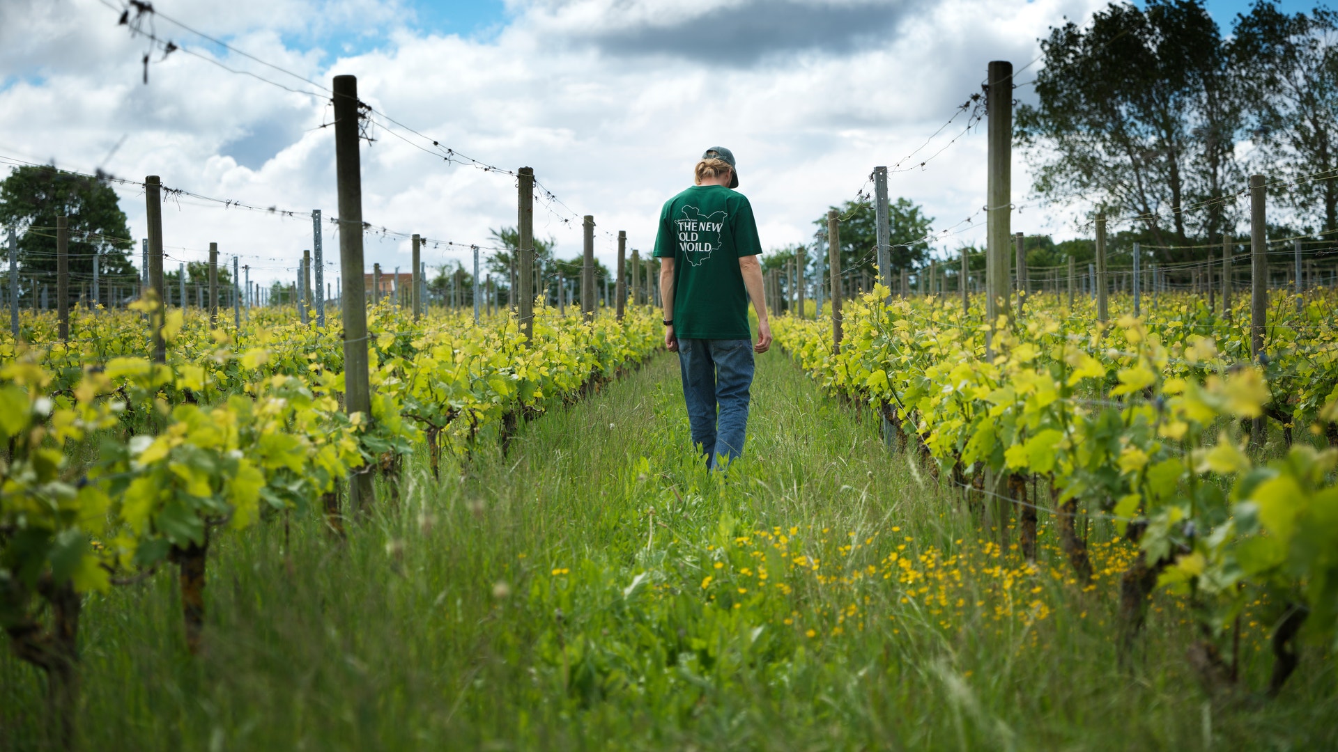 En person går mellan raderna av gröna vinstockar i en vingård. Trästöden och trådarna för vinrankan syns tydligt. Marken är täckt av gräs och gula blommor, och himlen är blå med vita moln.