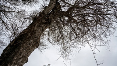 Börsen runt nollan – Embracer lyfter