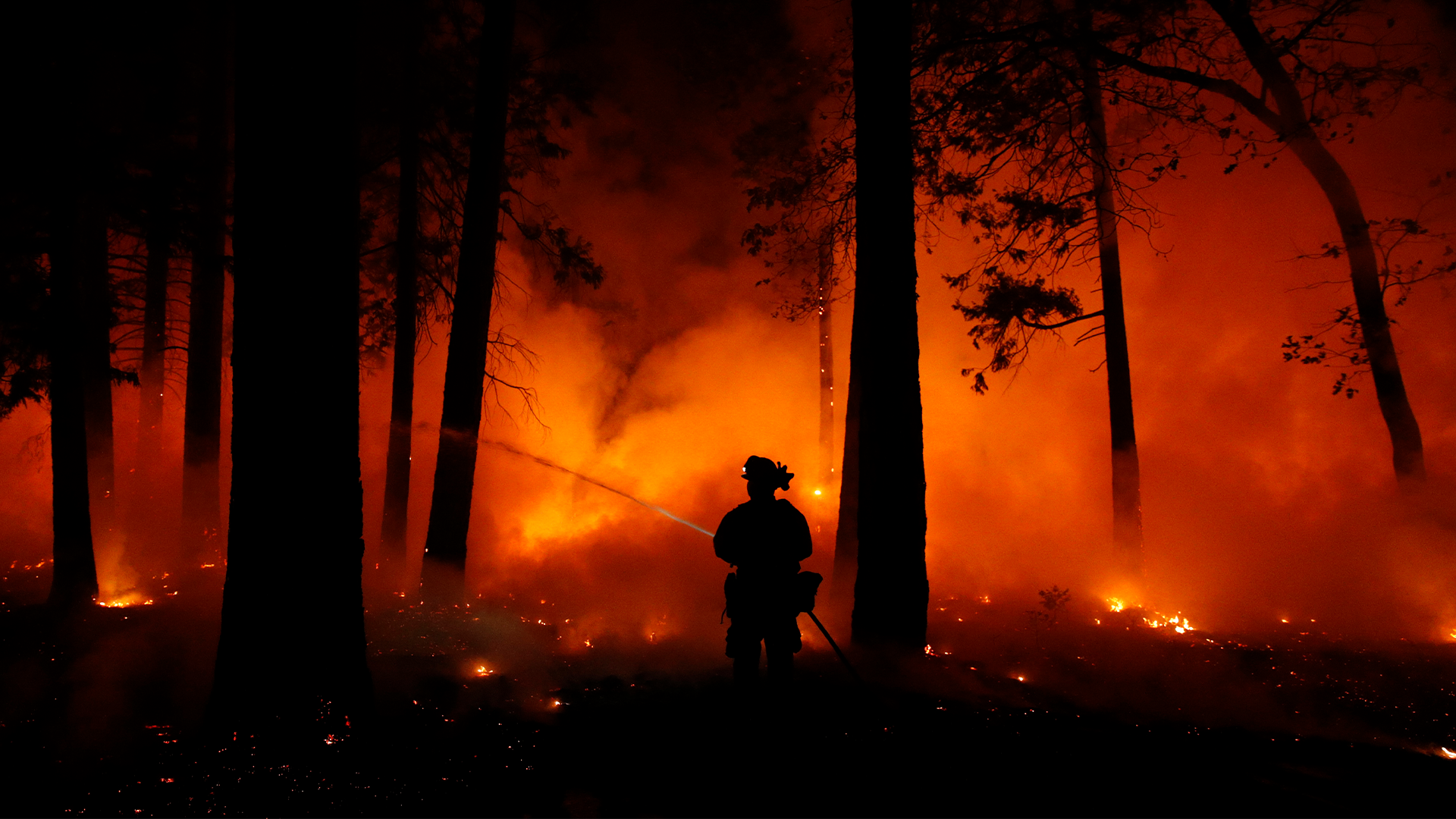 Glödande bränder i skogen i kalifornien.