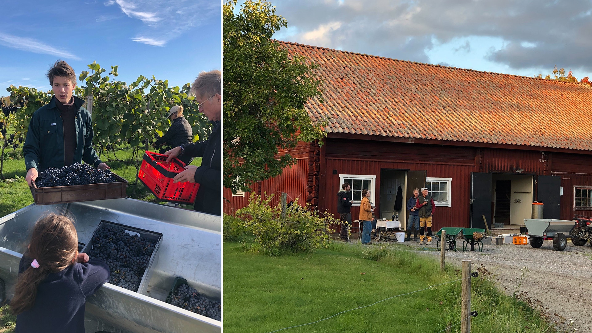 Bilder från vingården på Selaön, mellan Mariefred och Strängnäs, som är Sveriges nordligaste.