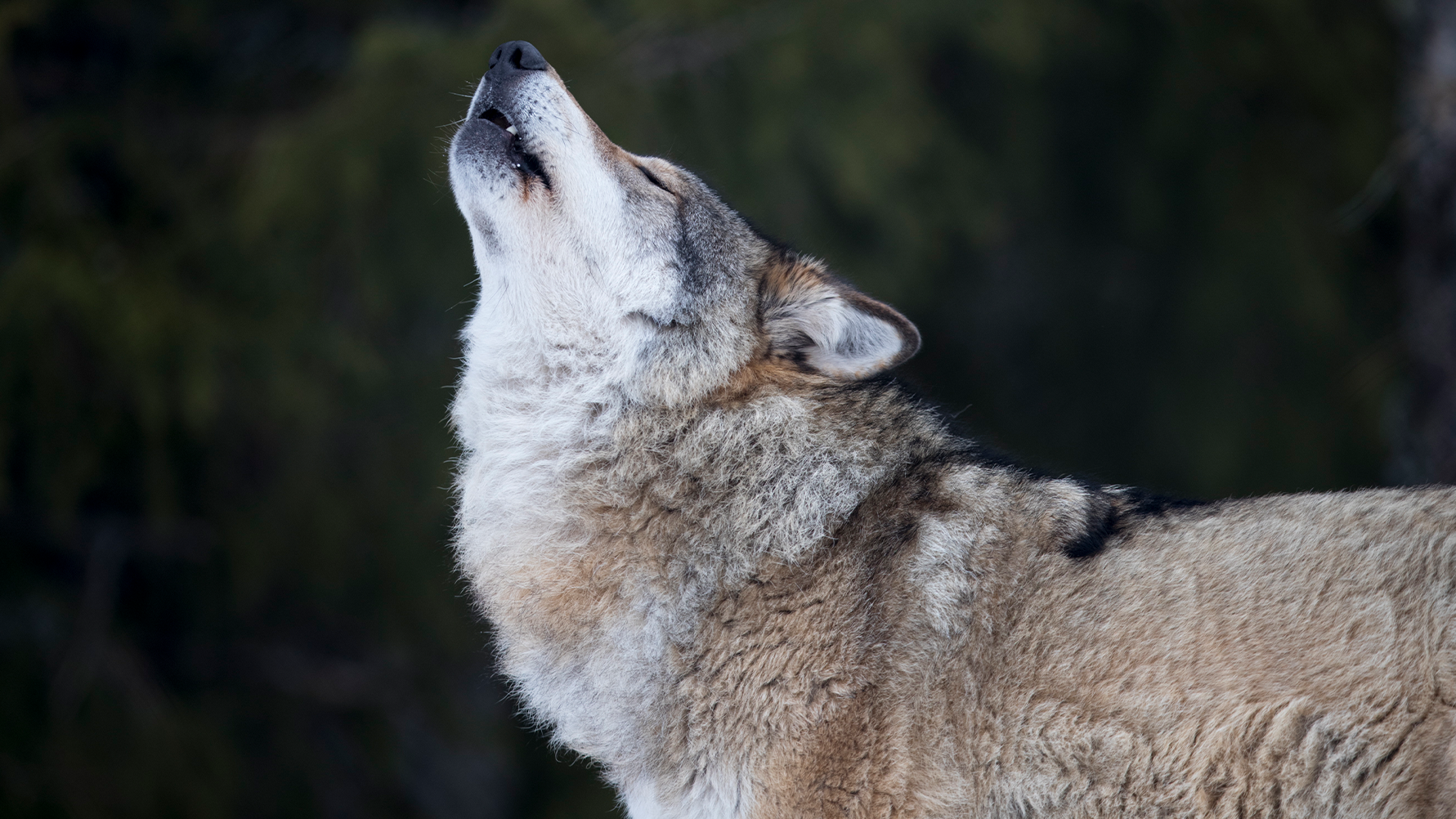 En varg med grått och vitt päls som tittar uppåt mot himlen. Vargen har karakteristiska spetsiga öron och en stark käke. Bakgrunden är suddig med gröna toner som antyder en naturlig miljö.