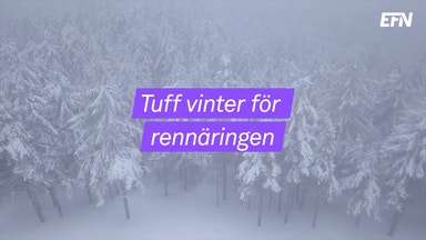 Svår säsong för renskötseln