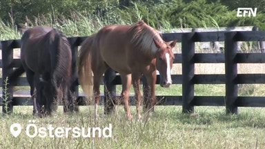 Hästsporten i Sverige kräver marknadsavgift