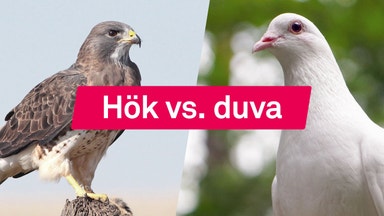 Detta är hökar och duvor