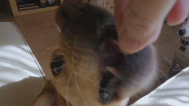 Familjens pälskling får kosta på