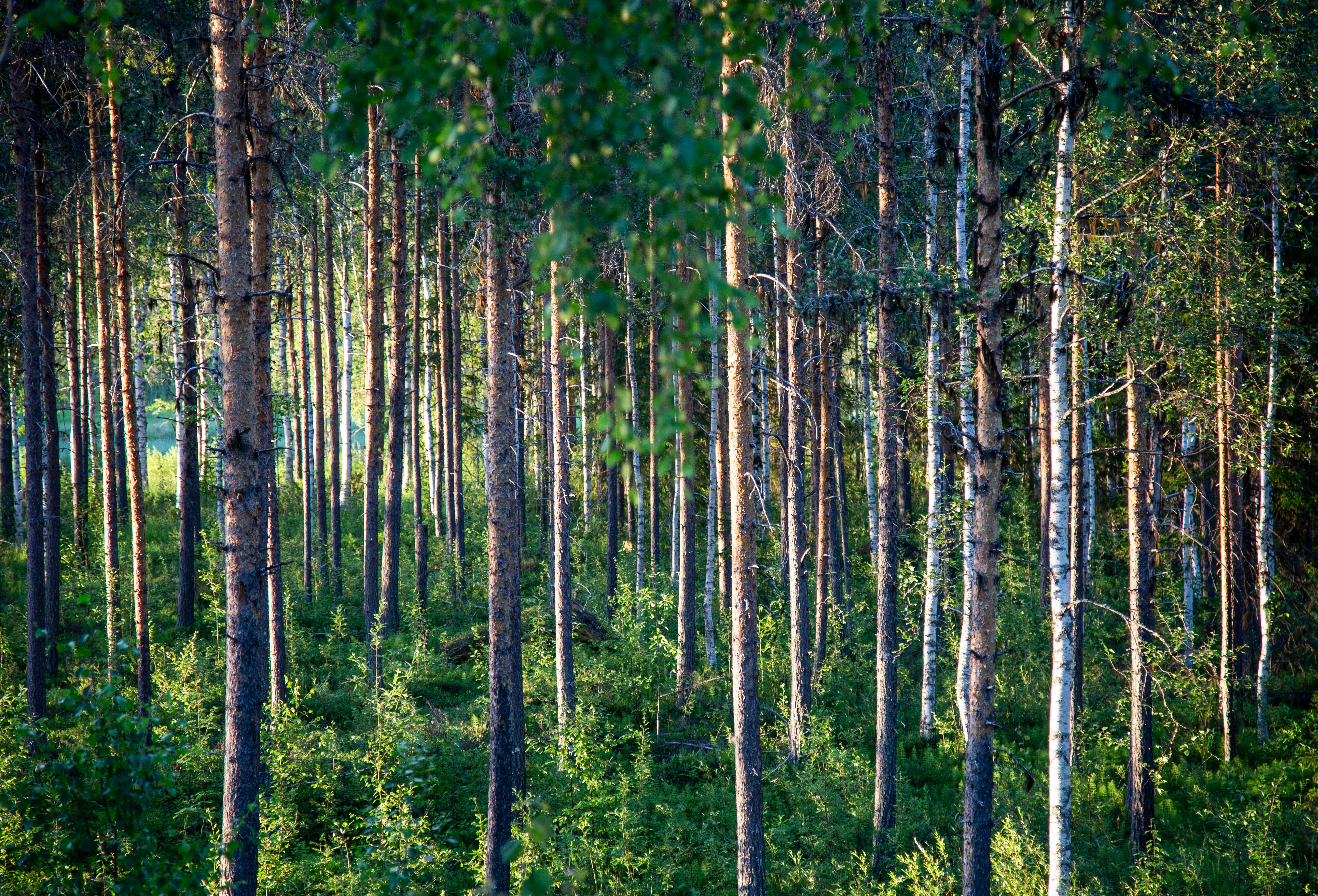 Skog med tall och björk i närheten av Svallfors en sommarkväll.