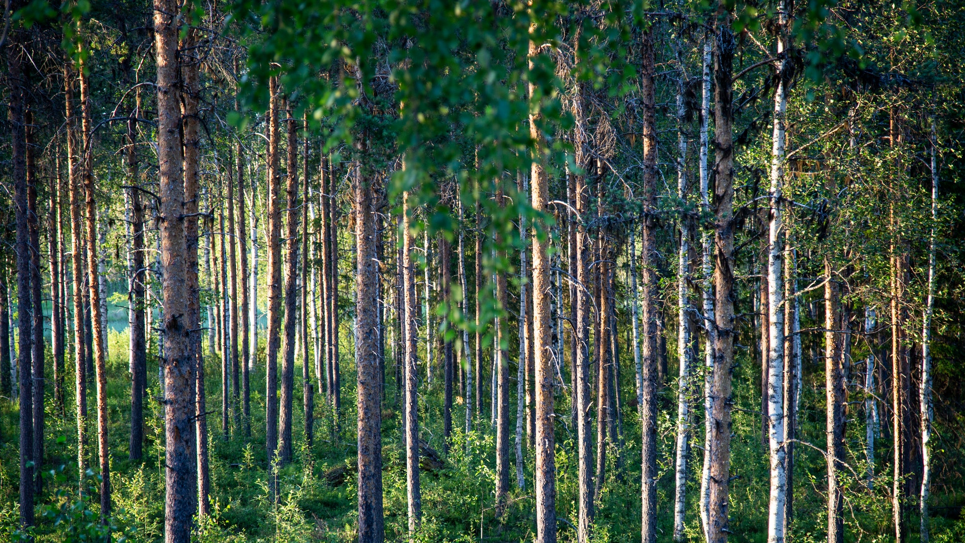 Skog med tall och björk i närheten av Svallfors en sommarkväll.