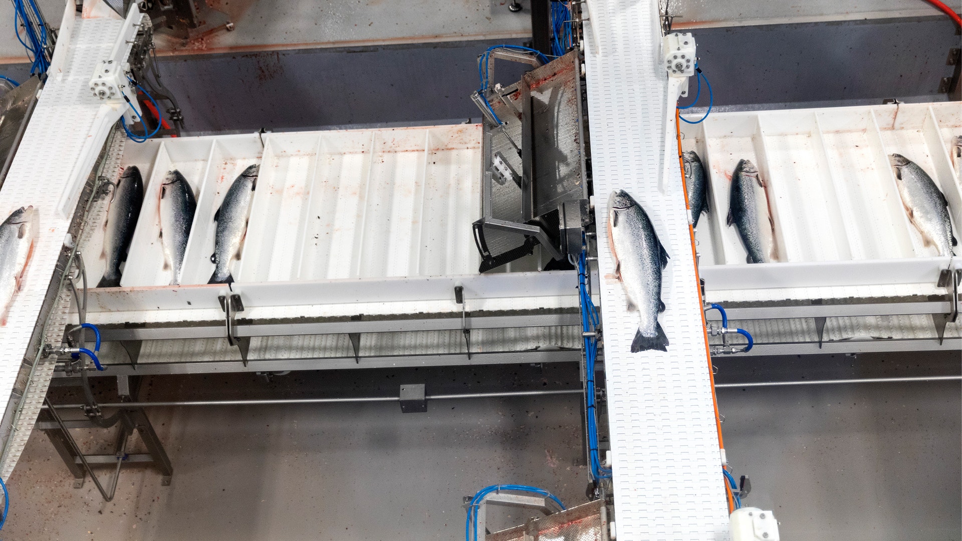 Fisksortering på industriell anläggning. Vita behållare med färsk lax arrangerade på ett sorteringsbord med blå metallkonstruktion, fotograferat från ovan.