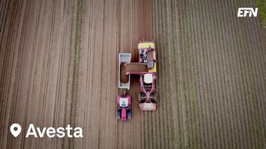 Tuffa tider för potatisodlare