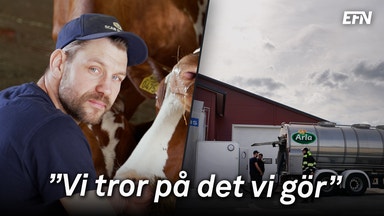 Rekordhögt mjölkpris – då storsatsar bönderna