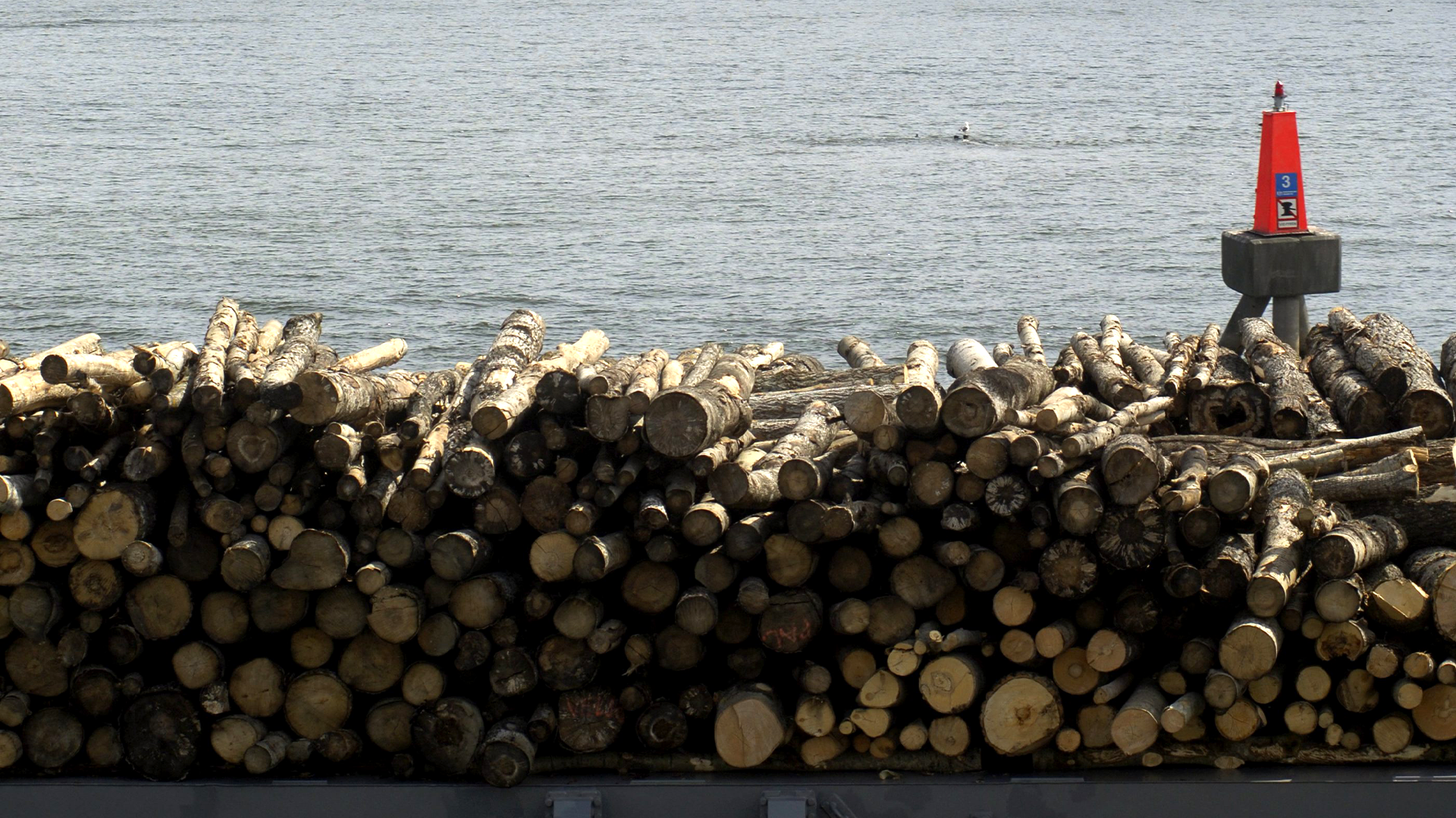 En stor hög med träd stockar staplade vid en kaj med havet och en röd navigeringsboj i bakgrunden.