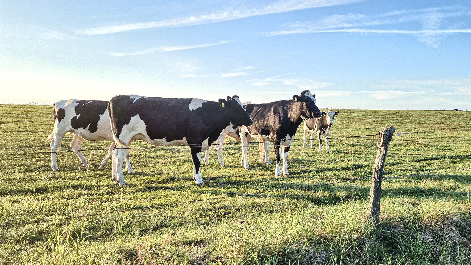 På bilden betar några kossor på ett grönt fält. Kossorna är svarta och vita. Solen skiner.