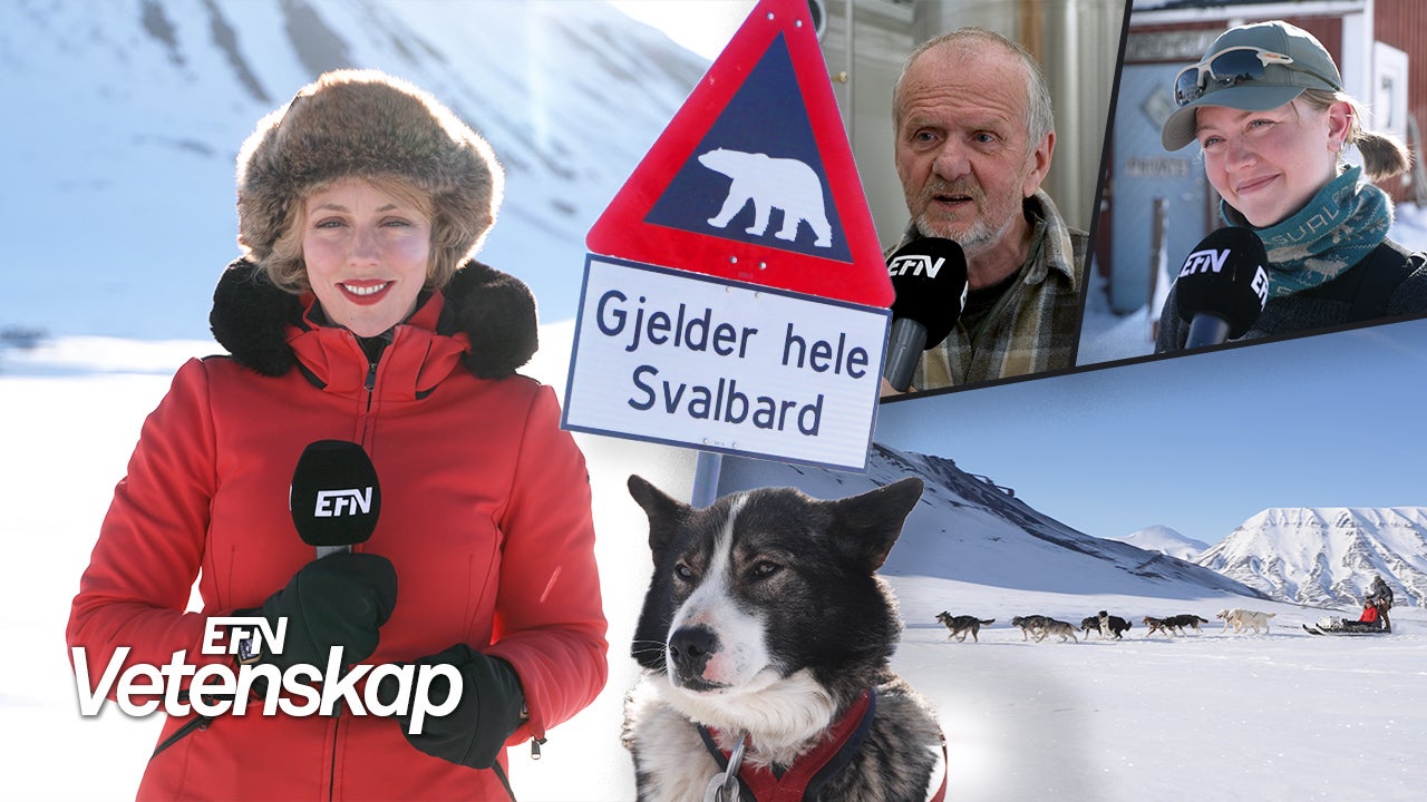 Ett montage med Katrine Kielos i röd jacka och pälsmössa, en hund, en skylt med en isbjörn, en hundsläde och två intervjupersoner: en man och en kvinna.