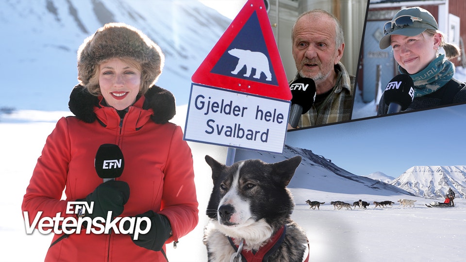 Ett montage med Katrine Kielos i röd jacka och pälsmössa, en hund, en skylt med en isbjörn, en hundsläde och två intervjupersoner: en man och en kvinna.
