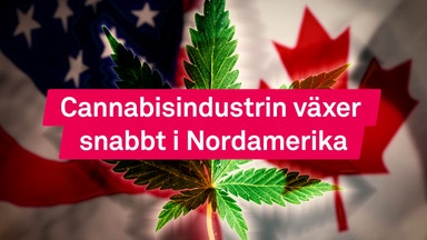 Högre intresse för cannabisaktier