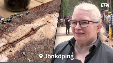 Katastrof väntar om granbarkborren inte stoppas