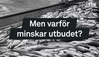 Ska lax bli lyx igen?