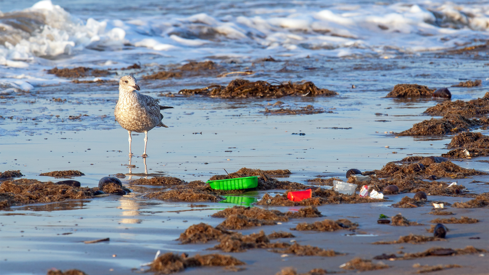 En fiskmås går på stranden, omringad av tång och plast som kommit in från havet.