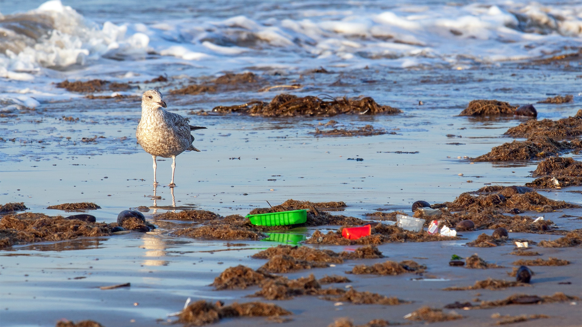 En fiskmås går på stranden, omringad av tång och plast som kommit in från havet.