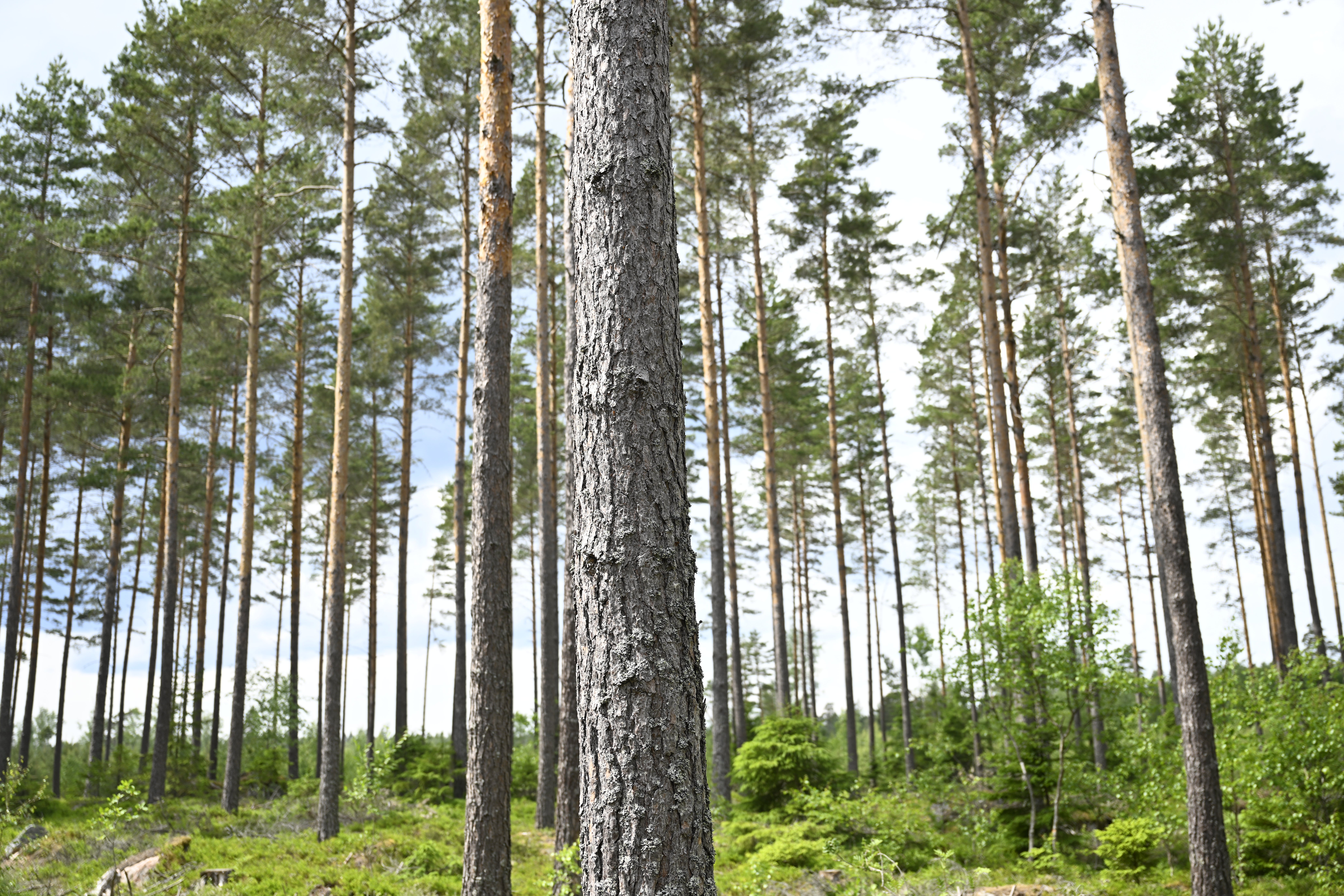 En tallskog med höga träd och grön undervegetation under en ljus himmel.