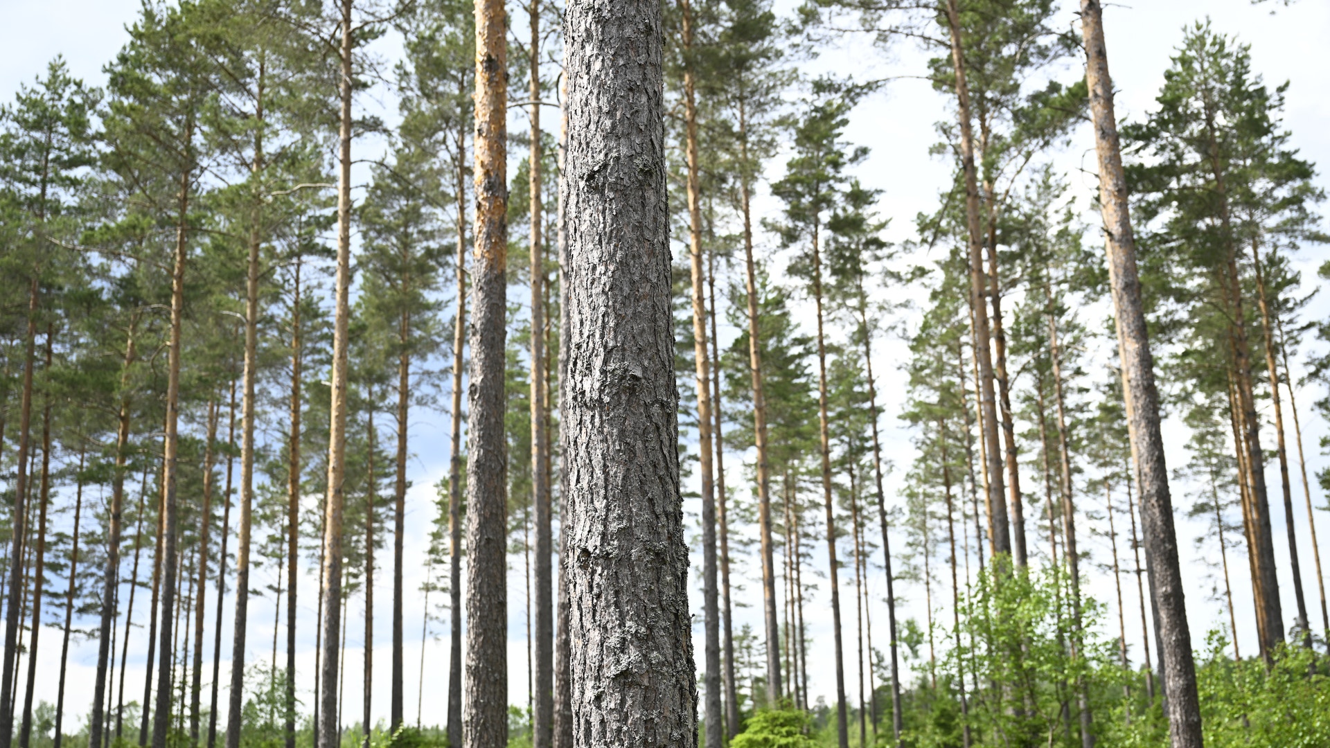 En tallskog med höga träd och grön undervegetation under en ljus himmel.
