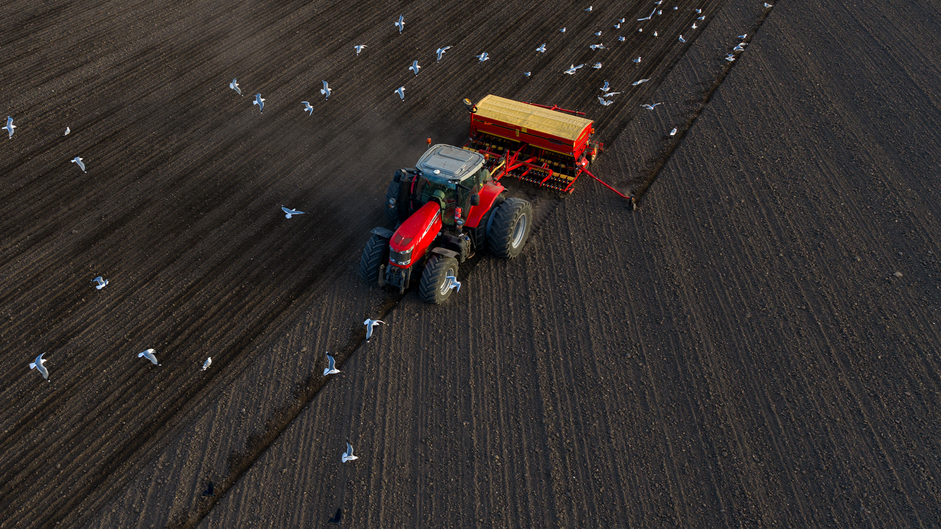 Röd traktor med jordbruksredskap arbetar på ett plöjt fält medan måsar flyger omkring.