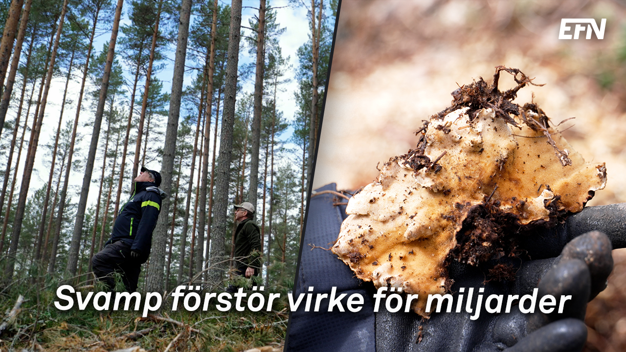 Ett montage med två män som går runt i skogen till vänster, och en närbild på en rotticka till vänster.