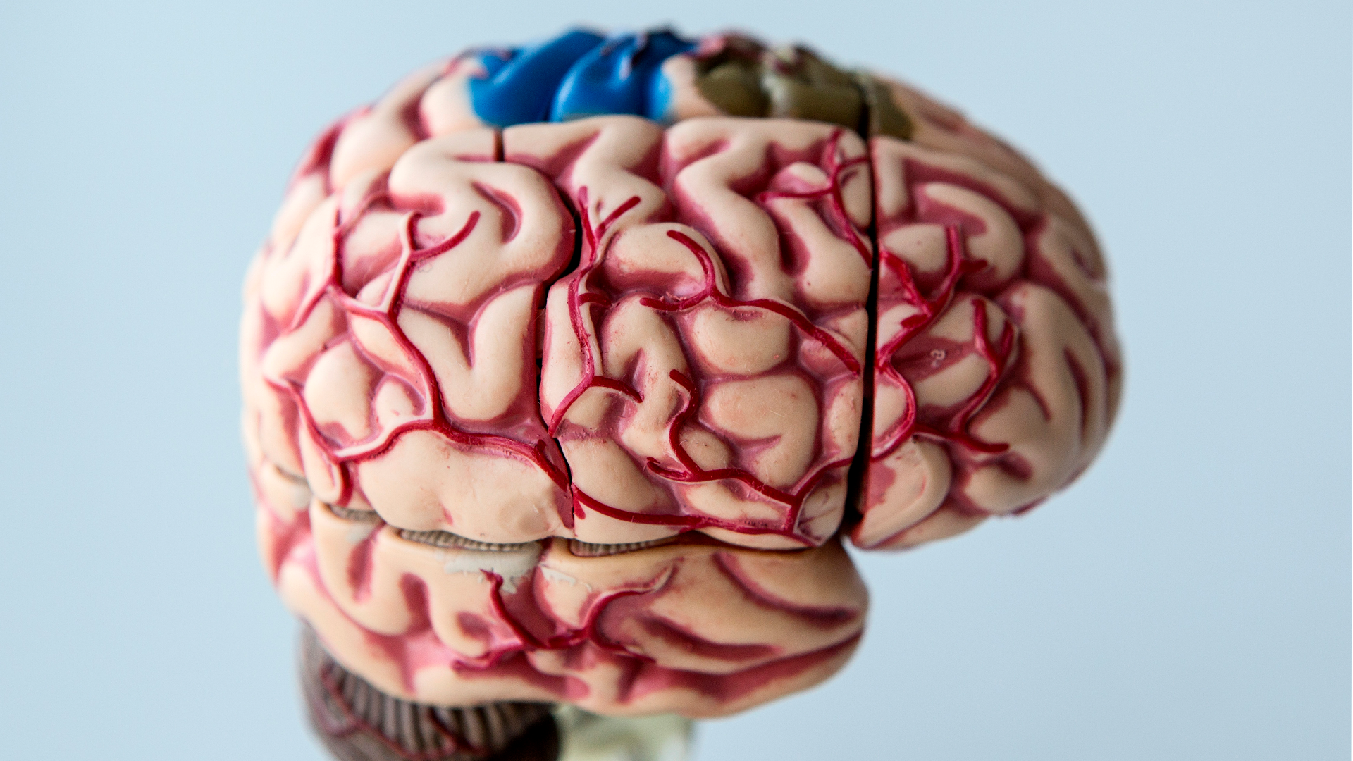 Anatomisk modell av en mänsklig hjärna med rosa färg och röda blodkärl. En del av hjärnan är markerad i blå.
