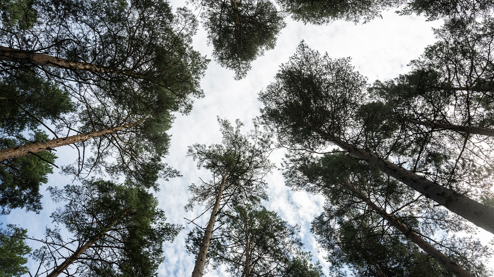 Utsikt uppifrån av höga träd i en skog mot himlen