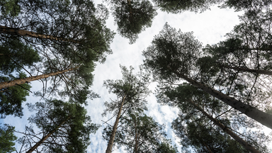 Krisen i skogen eskalerar: ”Det blev spiken i kistan”