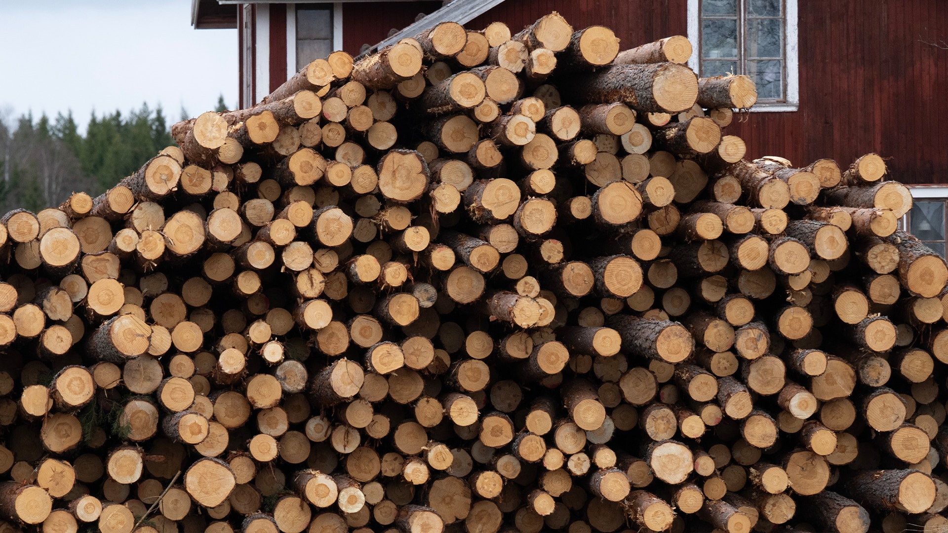 En stor hög med avverkade trädstammar staplade mot en röd träbyggnad med skog i bakgrunden.