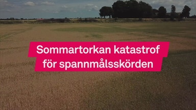 Stora förluster på spannmål trots prisökning