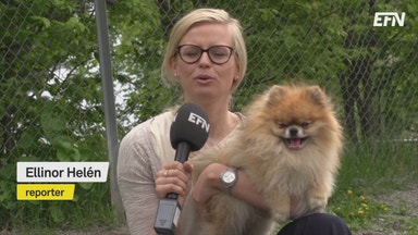 Så mycket kostar hunden