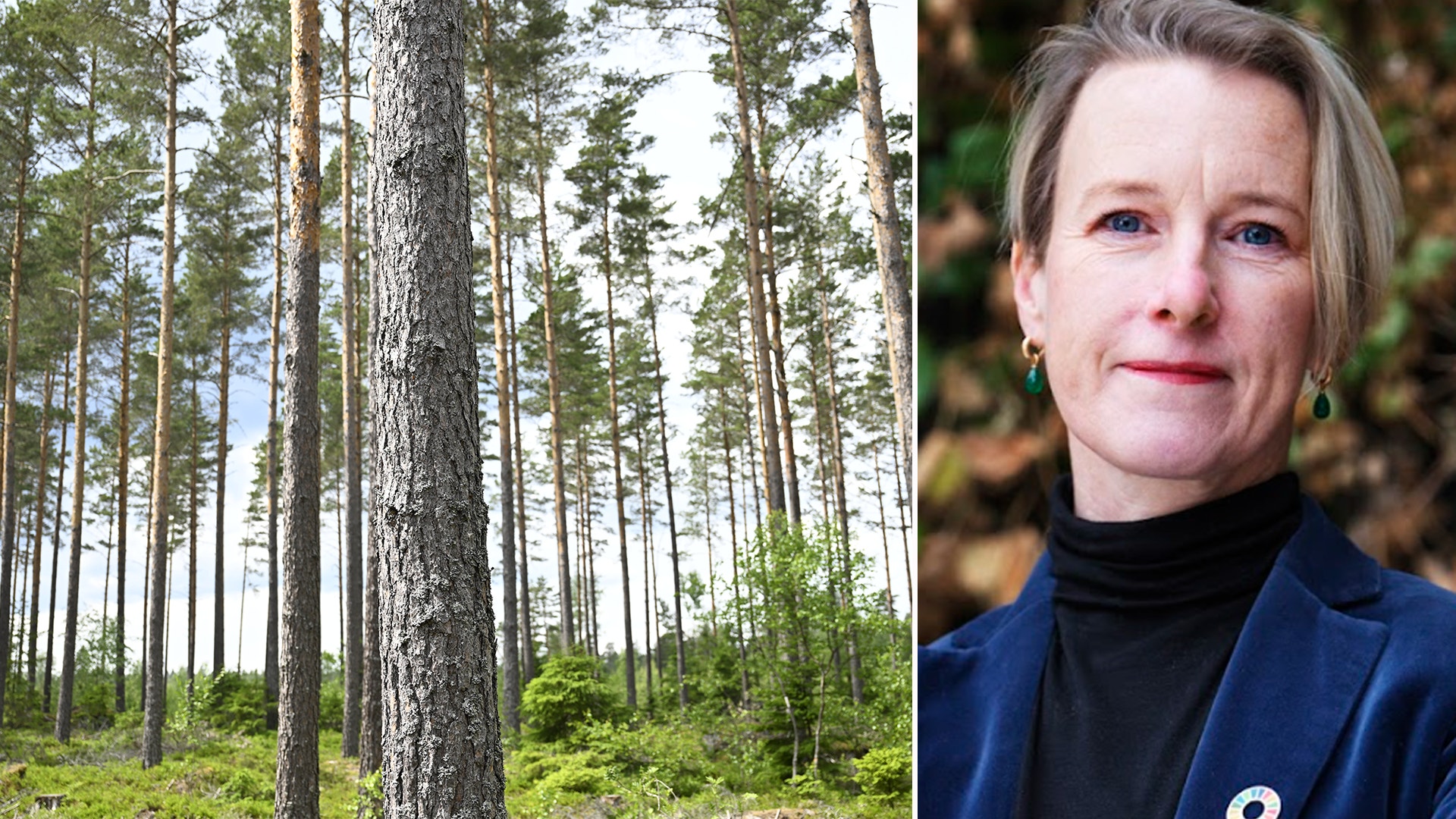 Skogsmiljö med höga tallar och ett porträtt av en kvinna i blå jacka.