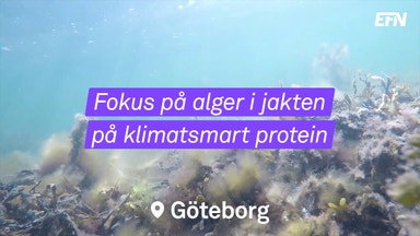 Pengar att tjäna på proteinskifte